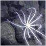 Aliens of the Deep