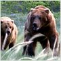 Grizzly Man