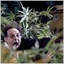 Reefer madness