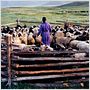 Le chien jaune de Mongolie