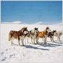Antartica, prisonniers du froid