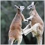 Les Animaux amoureux