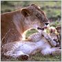 Les Animaux amoureux