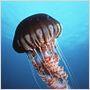 Deep Sea dansons sous la mer