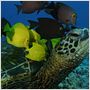 Deep Sea dansons sous la mer