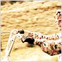 Easy Rider