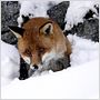 Le Renard et l'enfant
