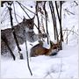 Le Renard et l'enfant