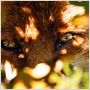 Le Renard et l'enfant