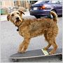 Rex, chien pompier