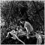 Tarzan, l'homme singe