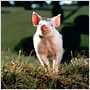 Babe, le cochon devenu berger