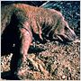 Komodo