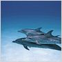 Dauphins et baleines 3D, nomades des mers
