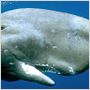 Dauphins et baleines 3D, nomades des mers