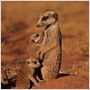 La Famille Suricate