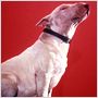 Baxter