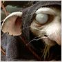 La Légende de Despereaux