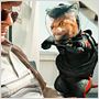 Comme chiens et chats - La Revanche de Kitty Galore