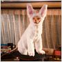 Comme chiens et chats - La Revanche de Kitty Galore