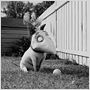 Frankenweenie