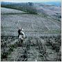 The Vintner's Luck