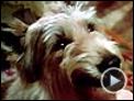 Winn-Dixie mon meilleur ami Bande-annonce VF