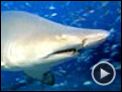 Deep Sea dansons sous la mer Bande-annonce VO