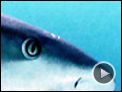 Les Seigneurs de la mer Extrait vidéo VO