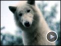 Survivre avec les loups Bande-annonce