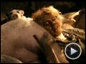 Sa Majesté Minor Bande-annonce