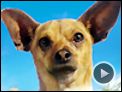 Le Chihuahua de Beverly Hills Bande-annonce