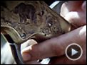 L'Ours Bande-annonce