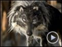 Pierre et le loup Extrait vidéo (2)