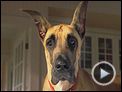 Marmaduke Bande-annonce VF