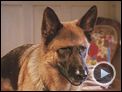 Comme chiens et chats - La Revanche de Kitty Galore Teaser VF