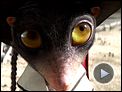 Rango Teaser (4) VO
