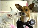 Le Chihuahua de Beverly Hills 2 Bande-annonce VF
