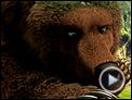 L'Ours Montagne Bande-annonce
