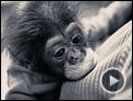 Le Projet Nim Bande-annonce VO