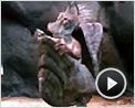 Cinq enfants et moi Extrait vidéo (2) VF