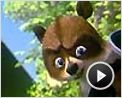 Nos voisins, les hommes Extrait vidéo