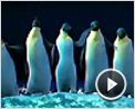 Happy Feet Extrait vidéo (6) VO