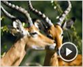 Les Animaux amoureux Extrait vidéo (3)