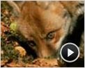 Le Renard et l'enfant Extrait vidéo (2)