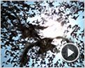 Resident Evil : Extinction Bande-annonce VO