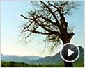 Jours d'août Extrait vidéo VO
