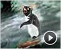 Les Rois de la glisse Extrait vidéo (3) VF