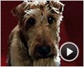 Rex, chien pompier Bande-annonce VF
