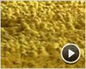 We Feed the World - le marché de la faim Extrait vidéo (6) VO